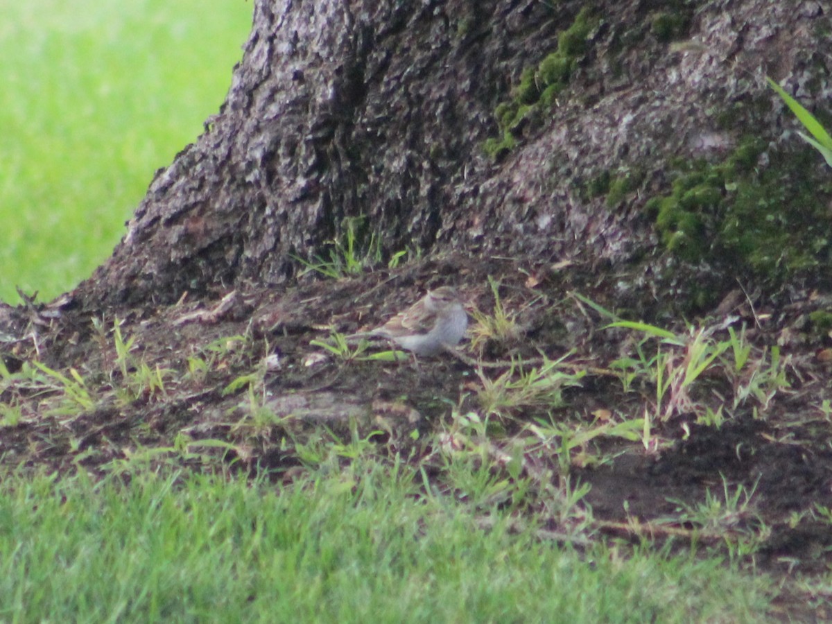 Chipping Sparrow - ML623797097