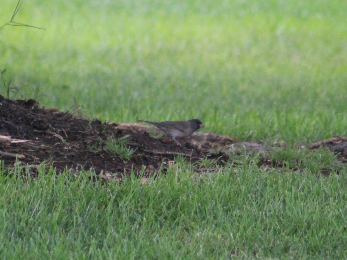 Dark-eyed Junco - ML623797105