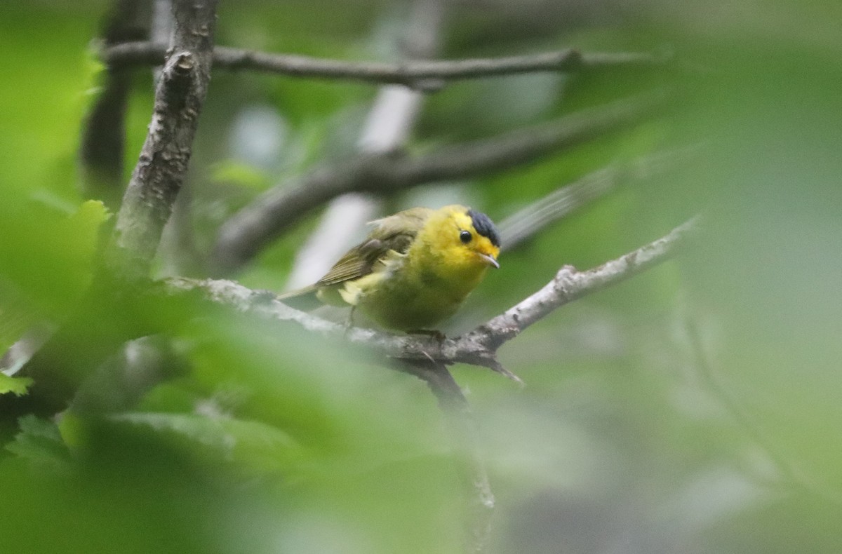 Wilson's Warbler - ML623797112