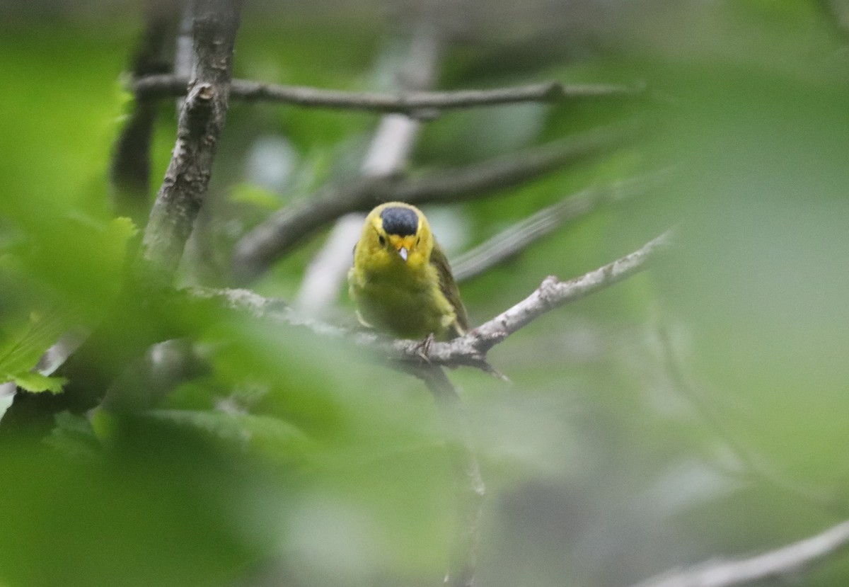 Wilson's Warbler - ML623797117