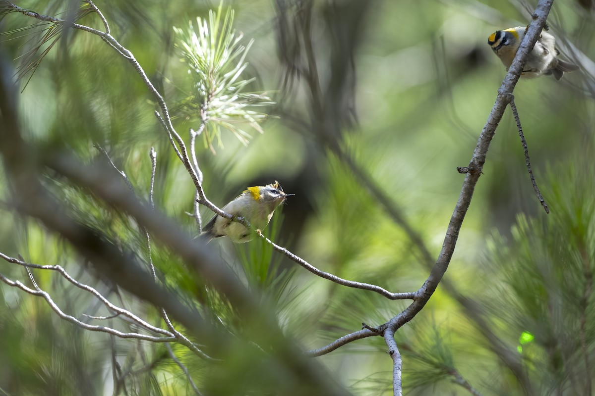 Common Firecrest - ML623797135