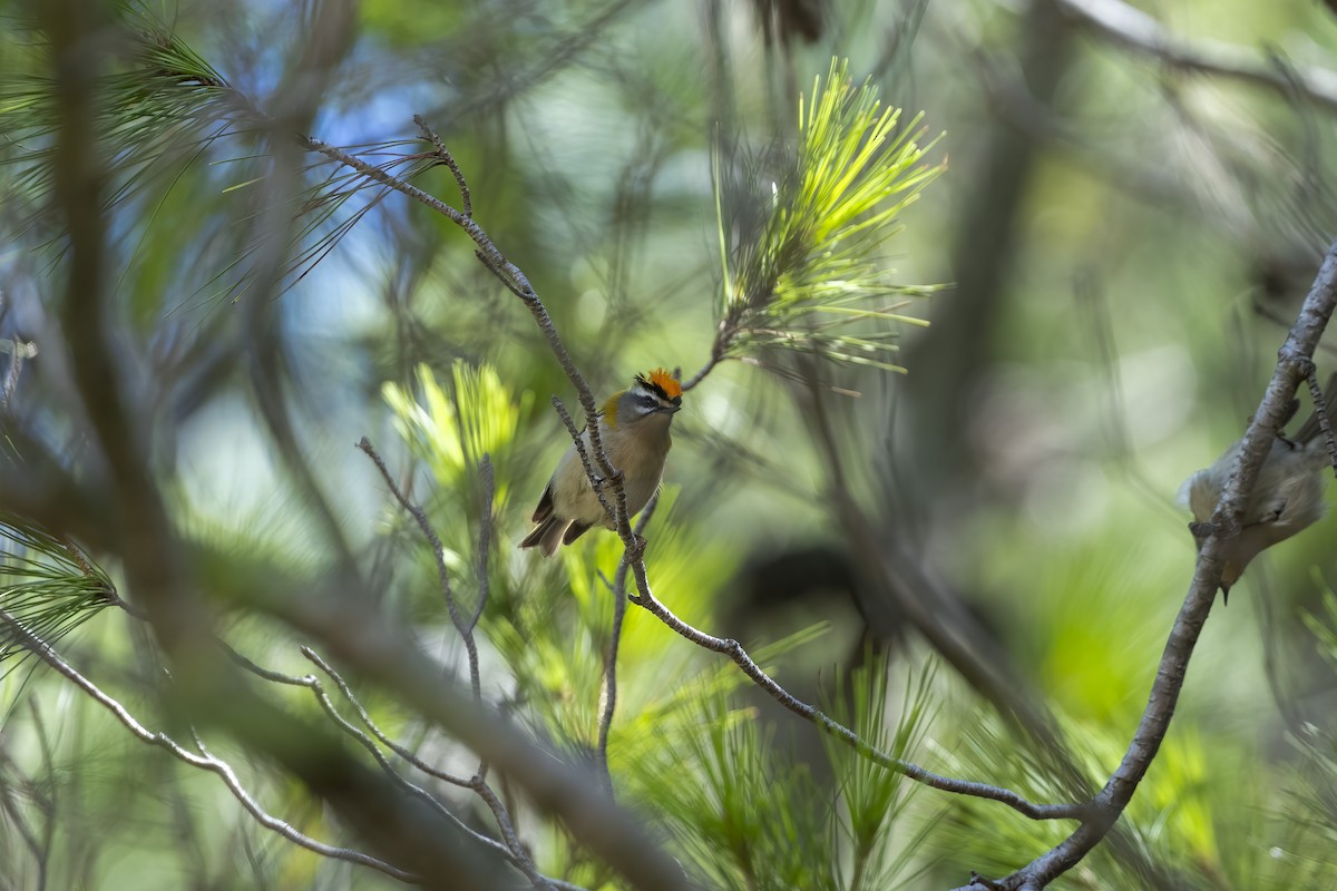 Common Firecrest - ML623797136