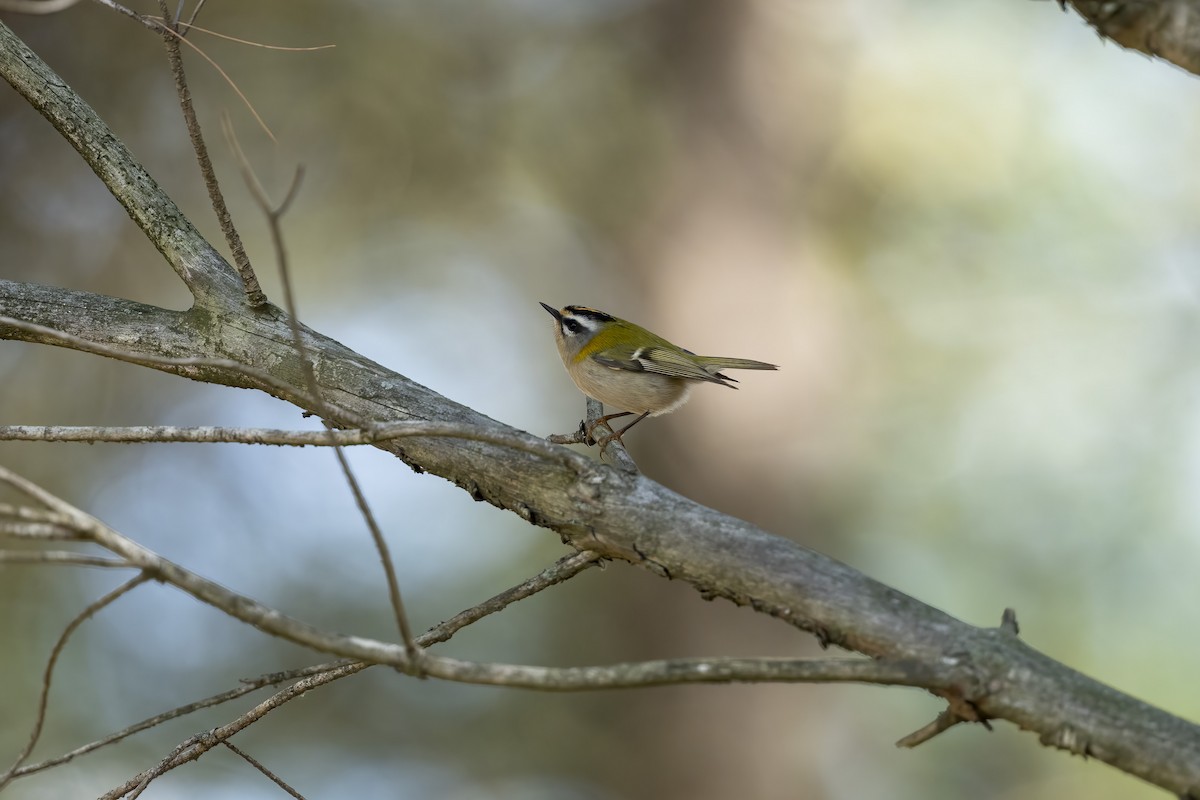 Common Firecrest - Paul Beerman