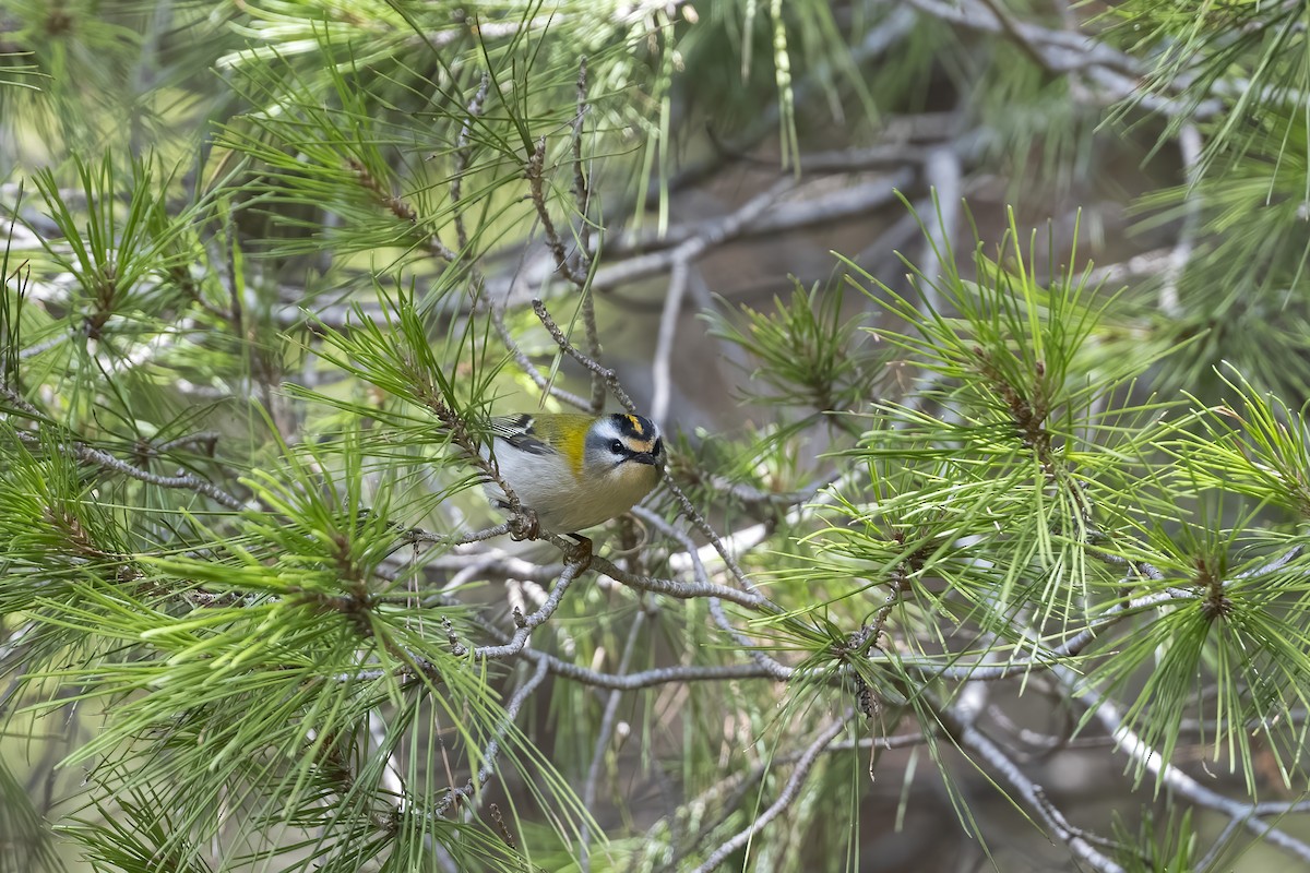 Common Firecrest - ML623797138