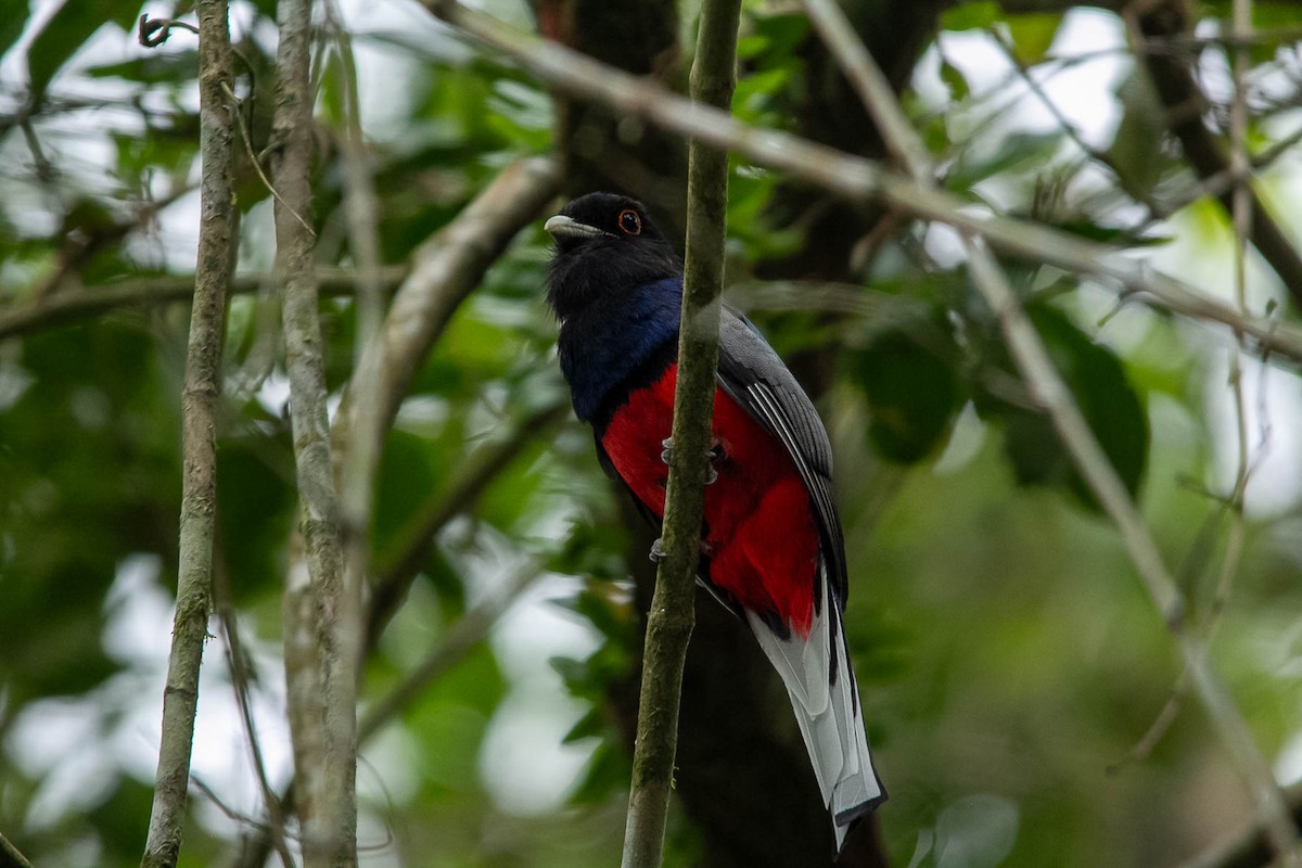 Surucua Trogon - ML623797157