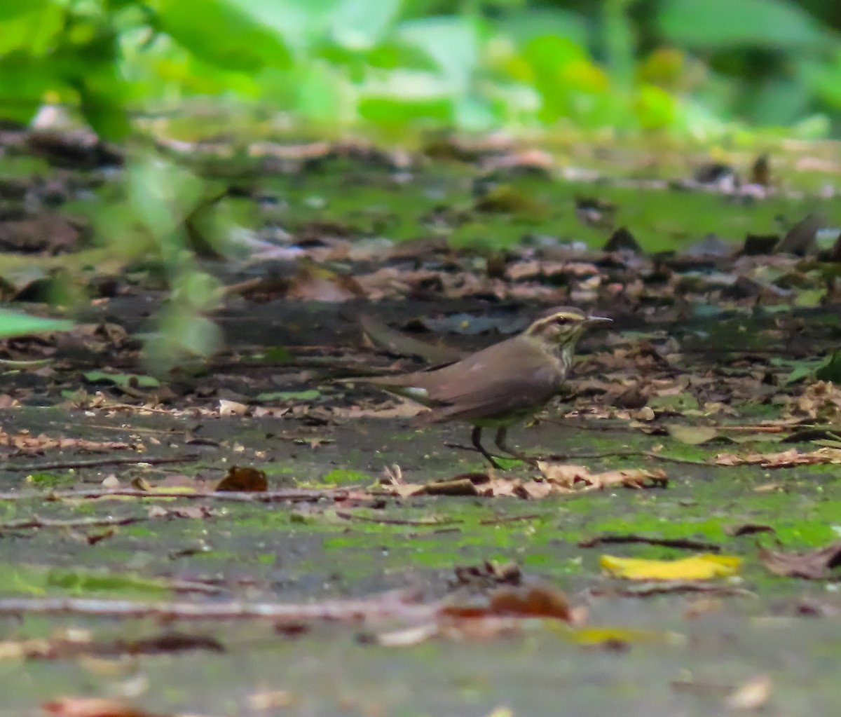 Louisiana Waterthrush - ML623797183