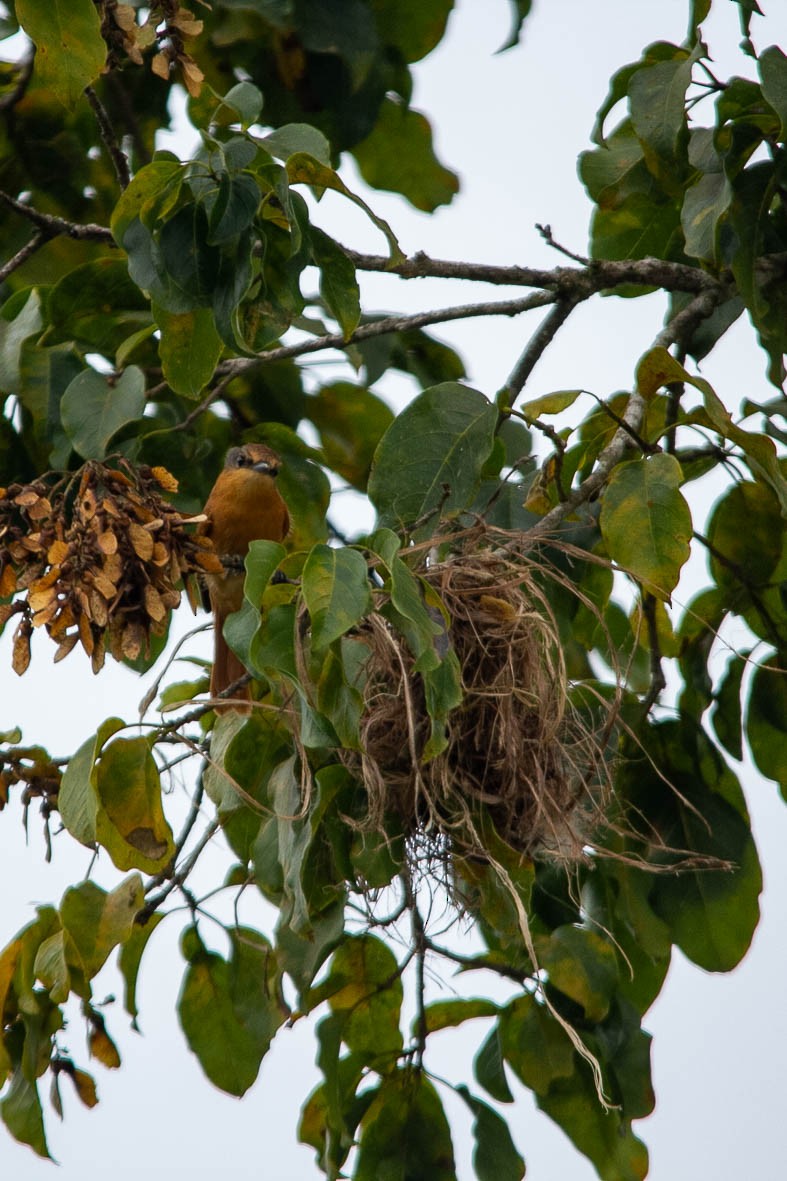 Chestnut-crowned Becard - Gisele Milare