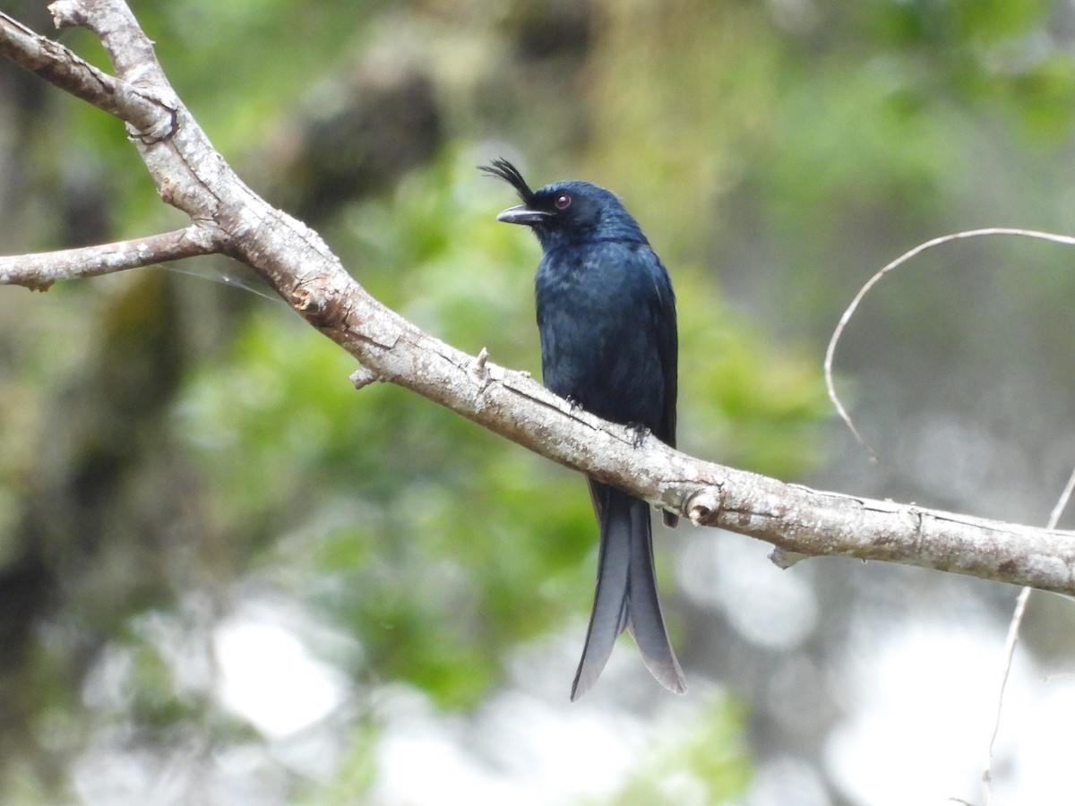 Drongo Malgache (forficatus) - ML623797192