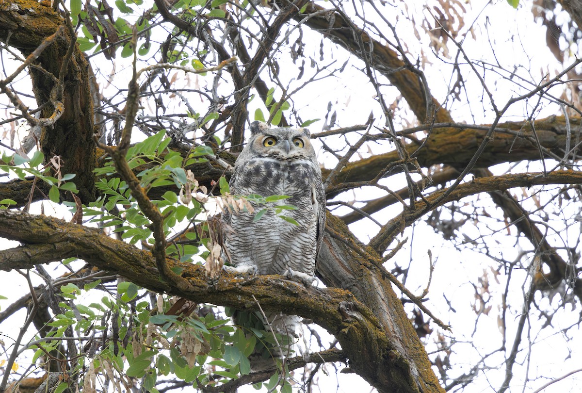 Great Horned Owl - Wayne Smith