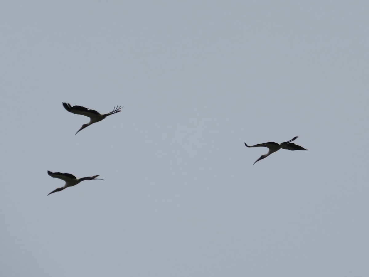 Wood Stork - Anne Thompson