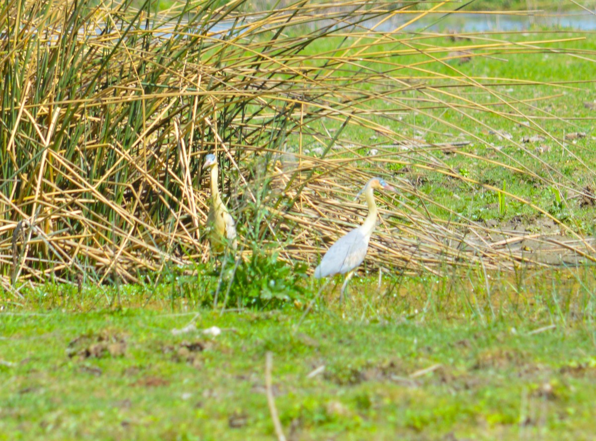 Garza Chiflona - ML623797234