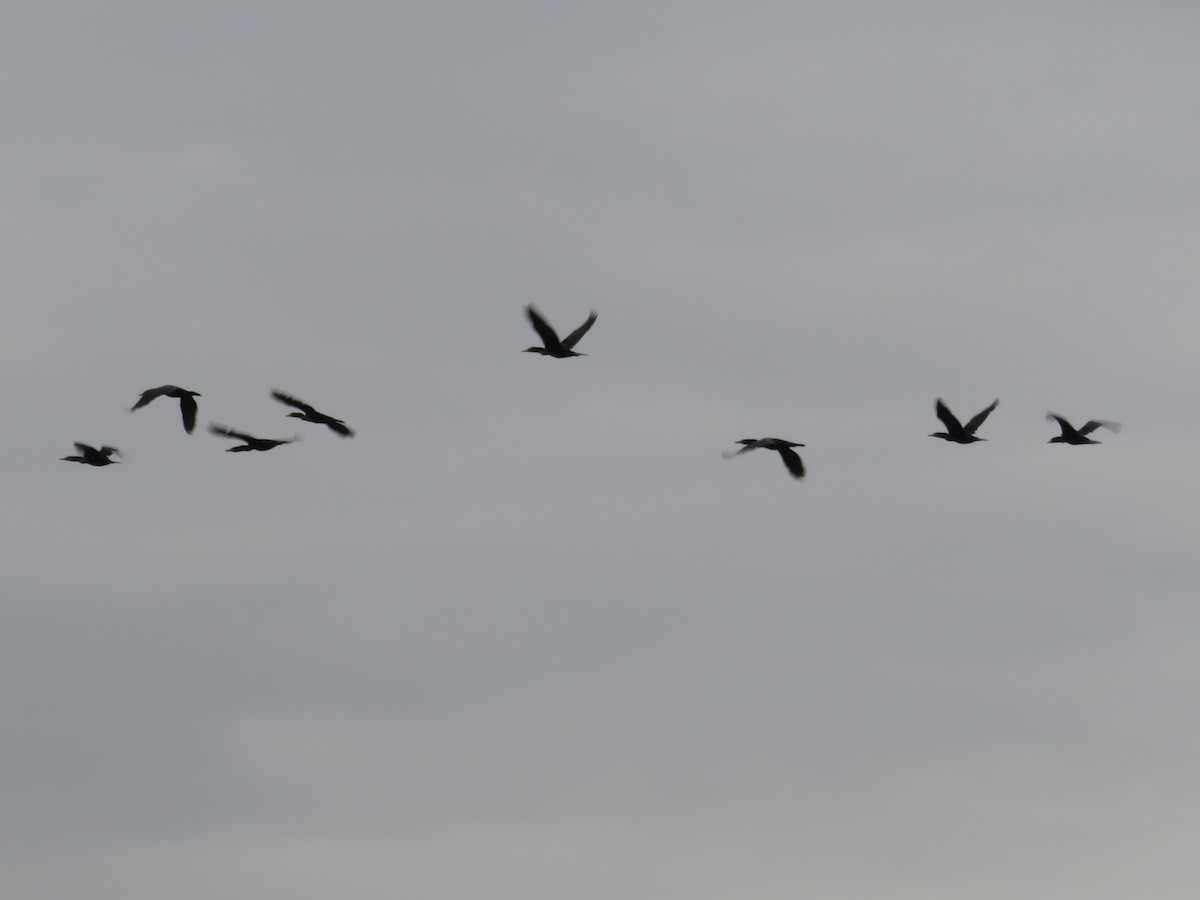 Double-crested Cormorant - ML623797240