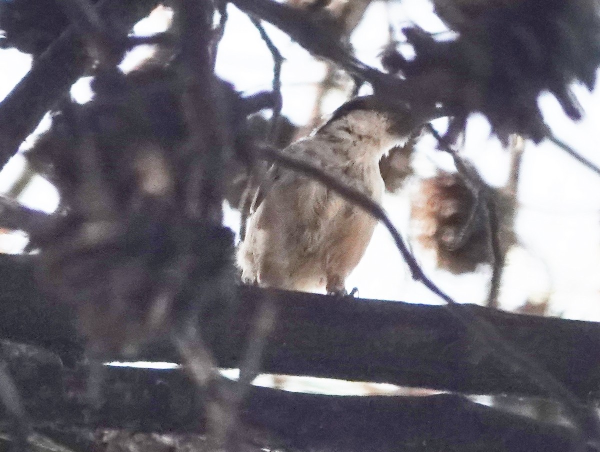 passerine sp. - Robin Oxley 🦉