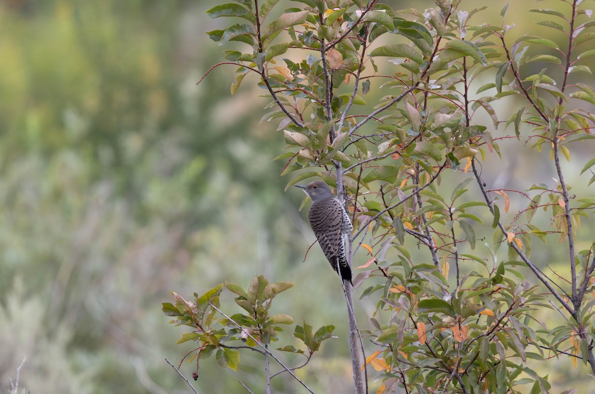 Northern Flicker (Red-shafted) - Wayne Smith