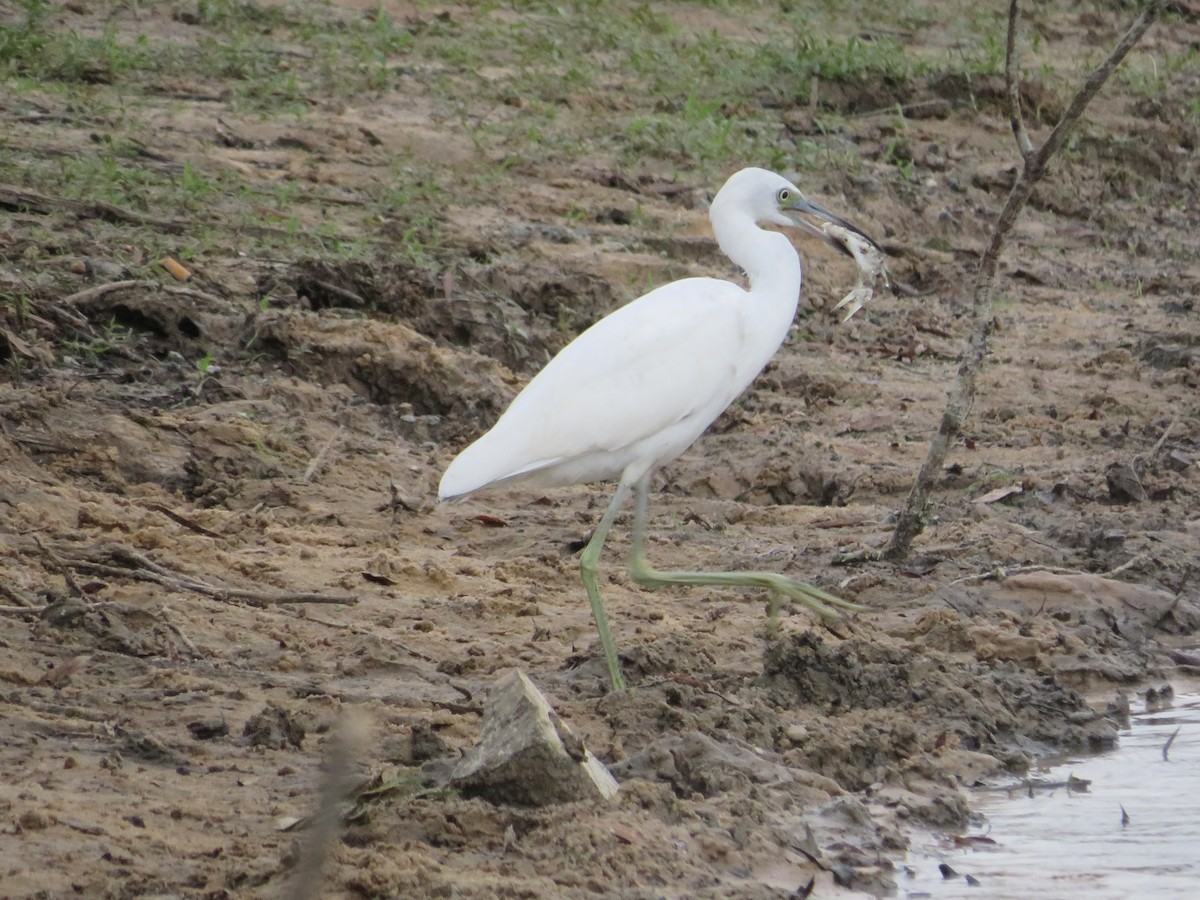 Little Blue Heron - ML623797269