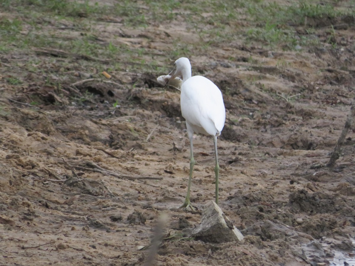 Little Blue Heron - Anne Thompson