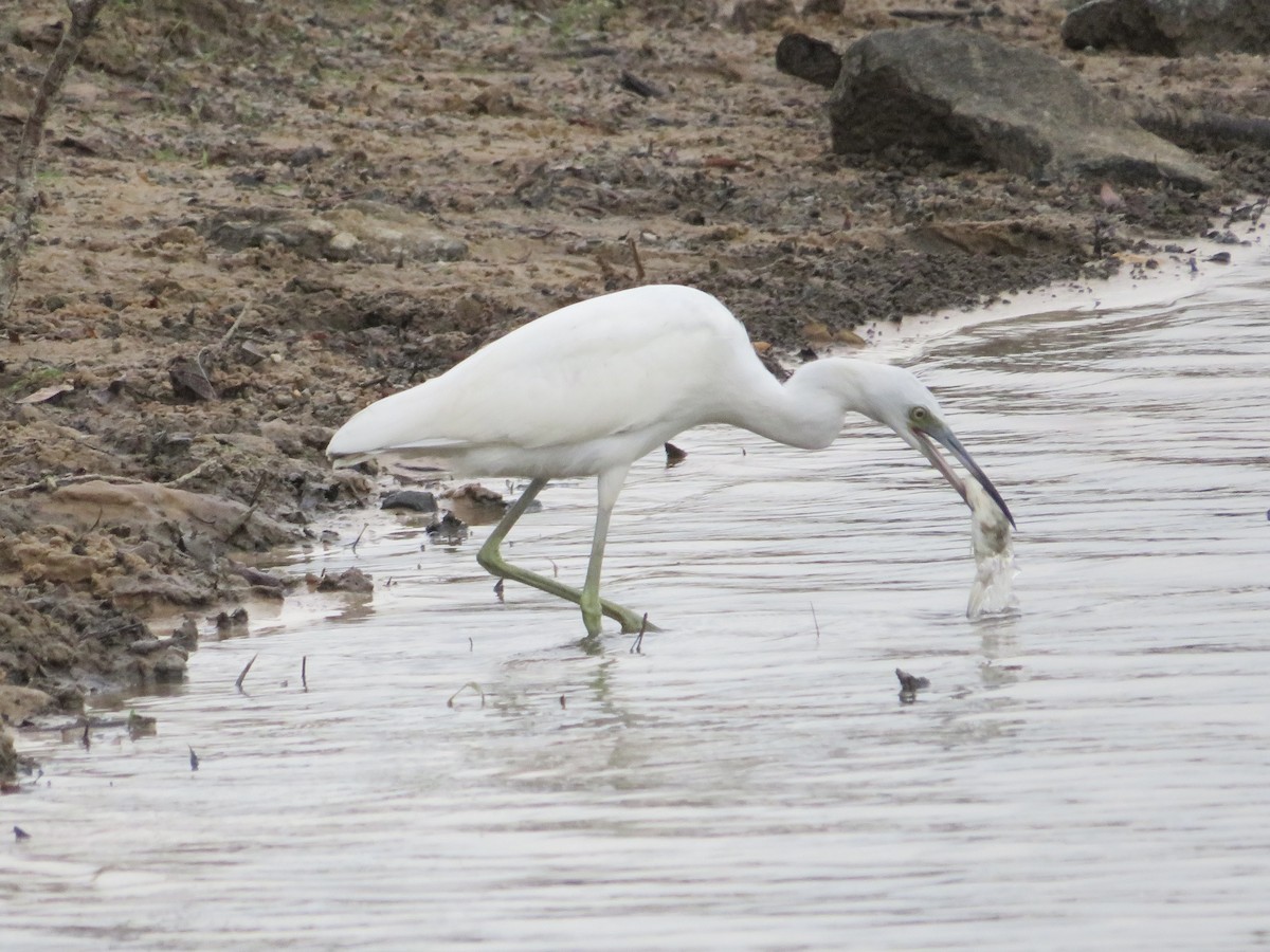 Little Blue Heron - ML623797271