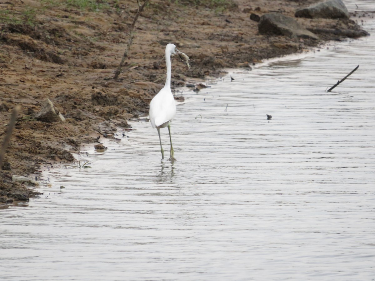 Little Blue Heron - ML623797272