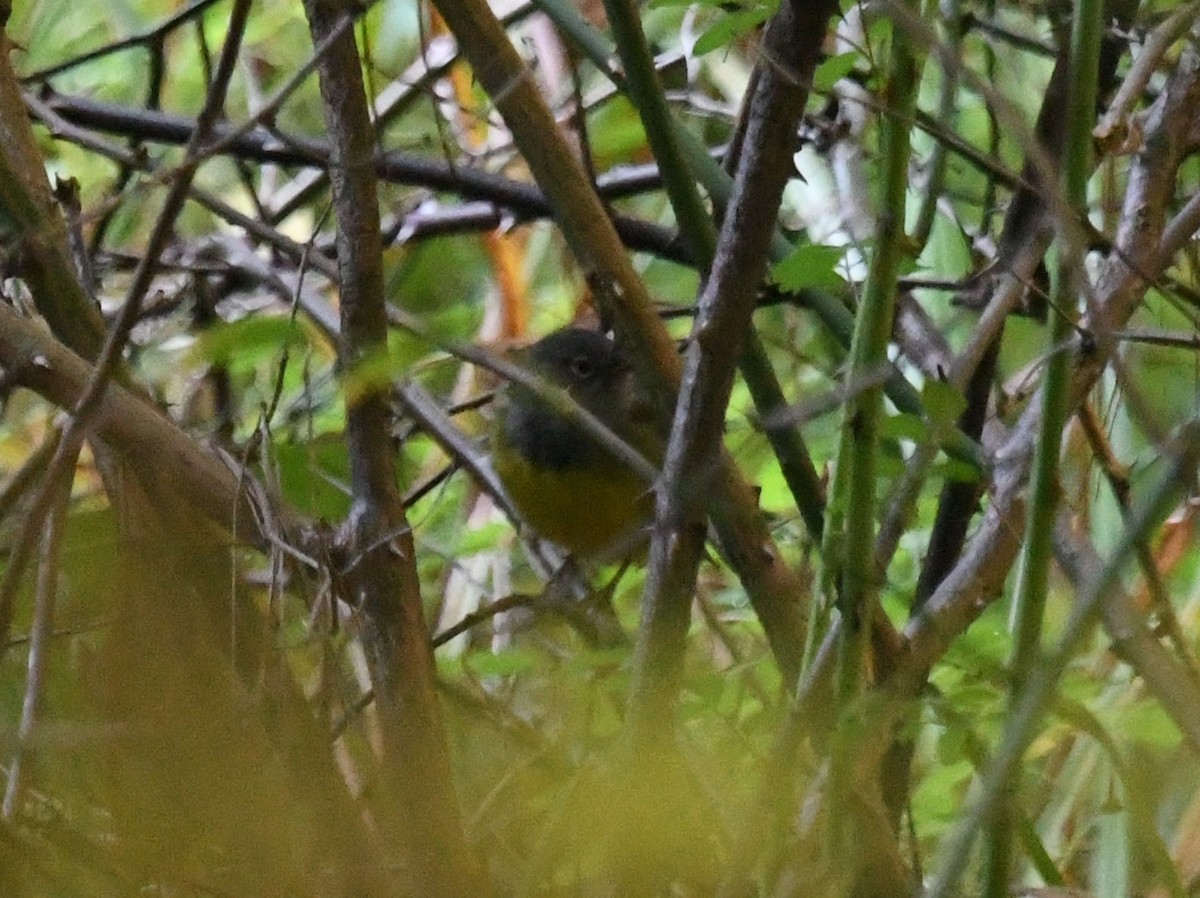 Connecticut Warbler - ML623797281