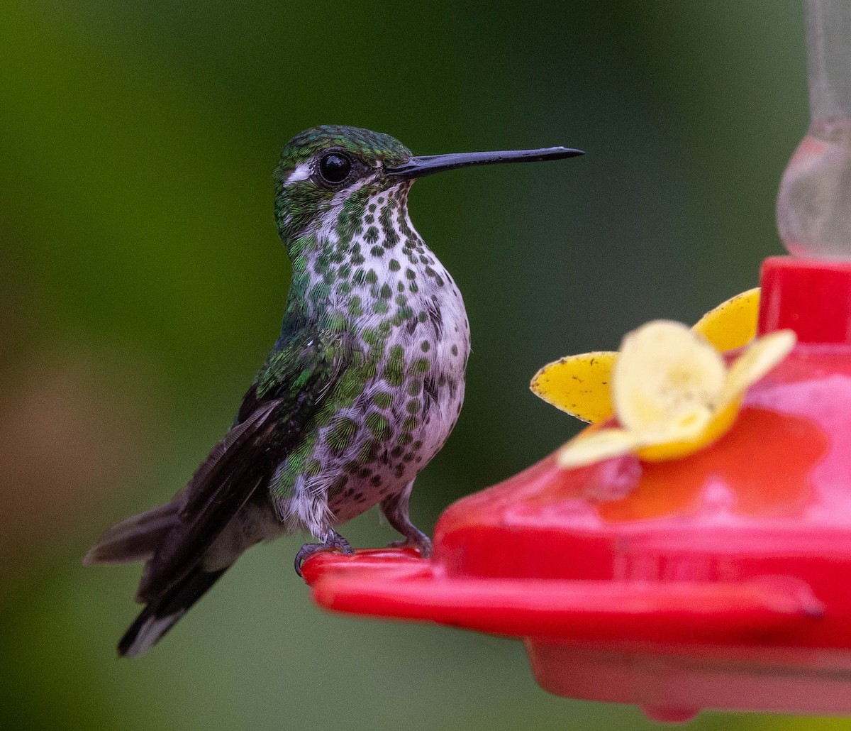 Purple-bibbed Whitetip - ML623797297