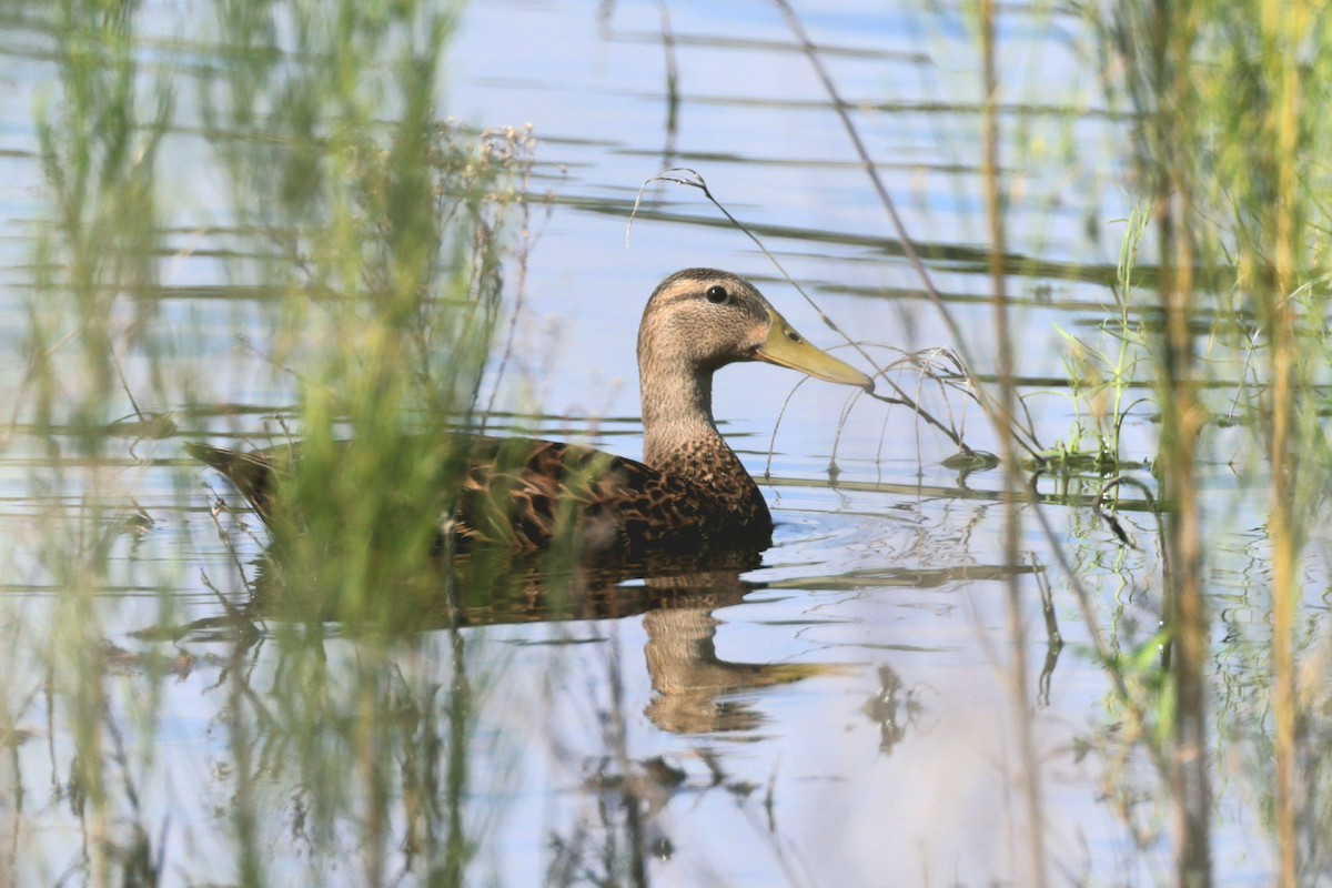 Mexican Duck - ML623797344