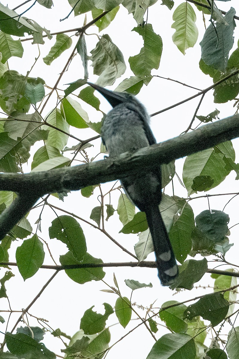 Western Dwarf Hornbill - ML623797346