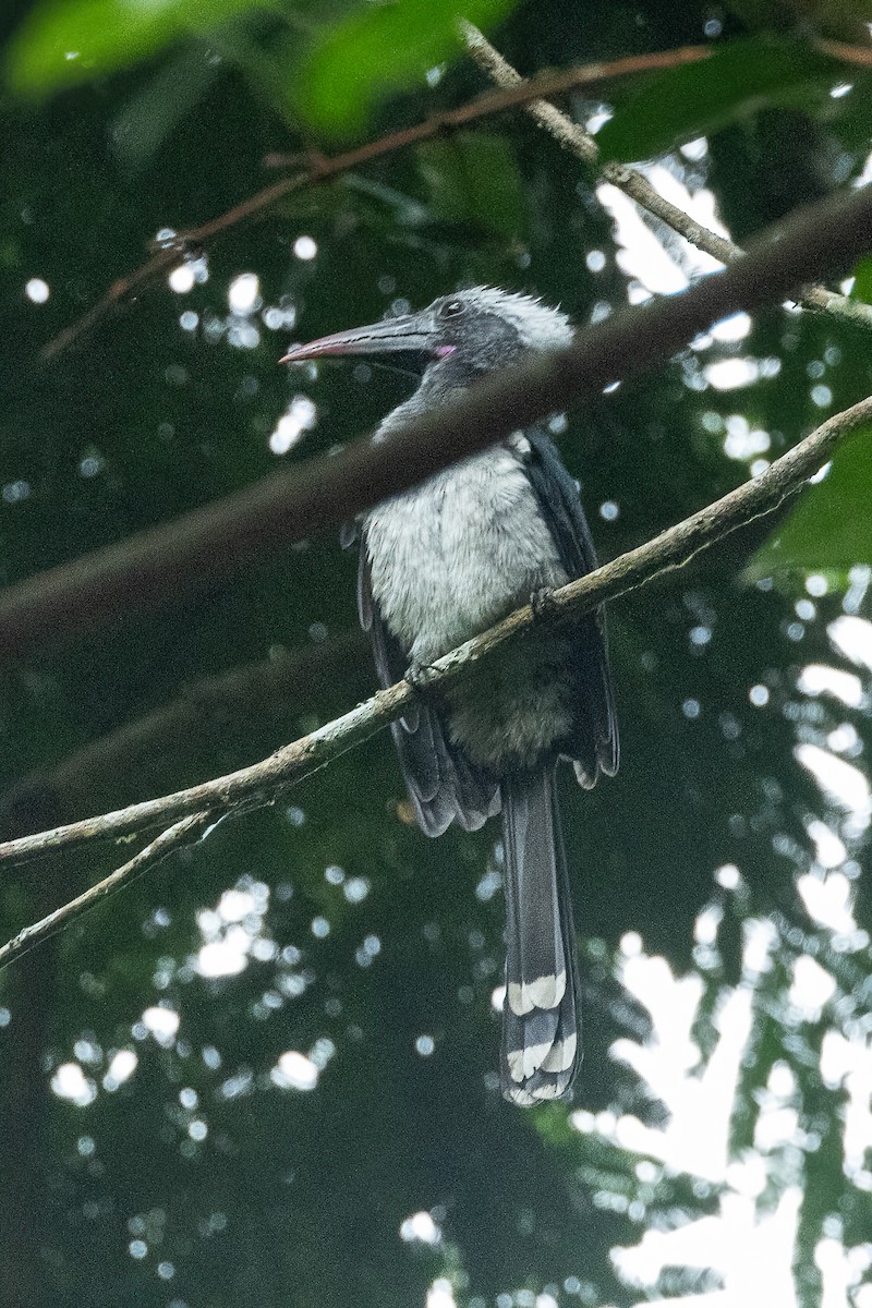 Western Dwarf Hornbill - ML623797347