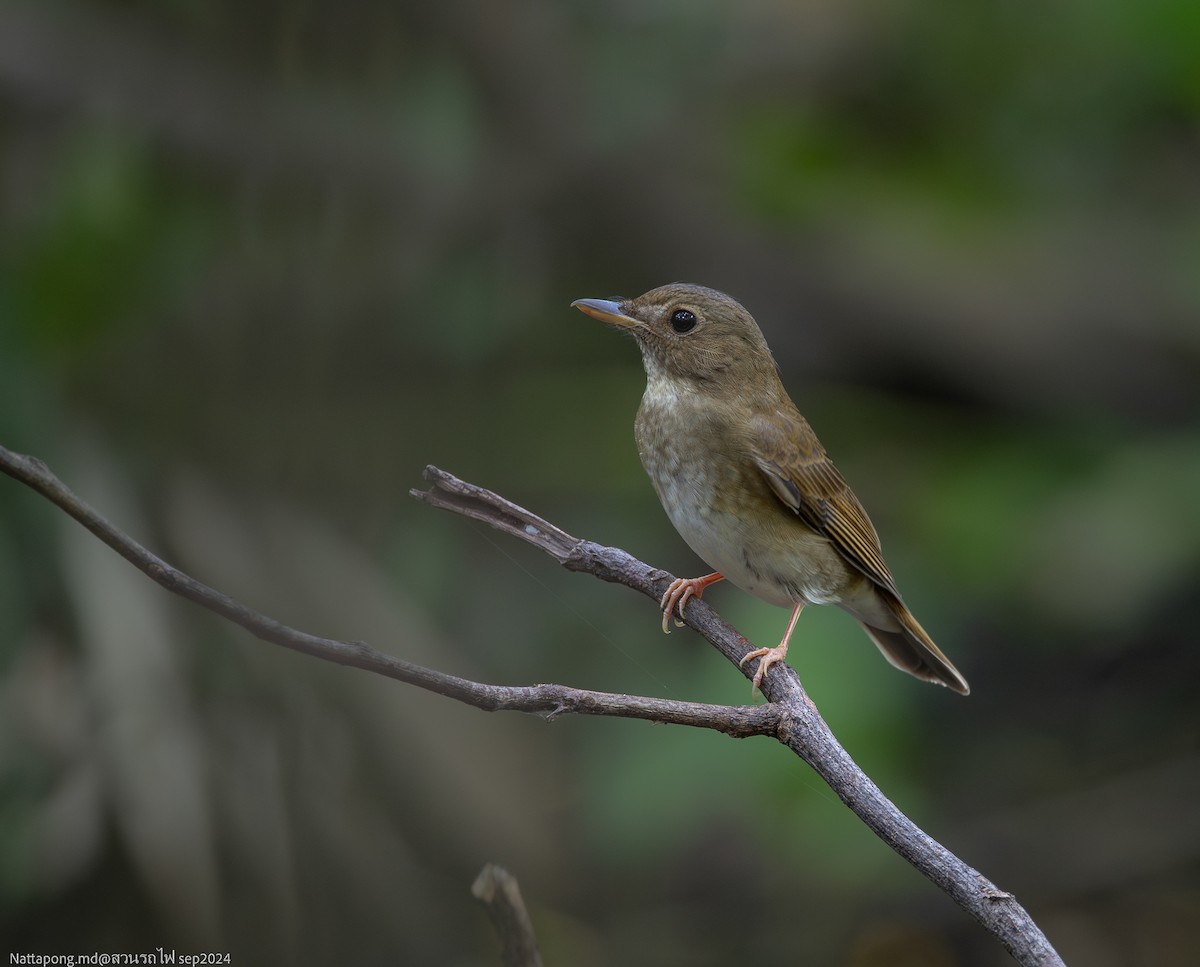 Brown-chested Jungle Flycatcher - ML623797349