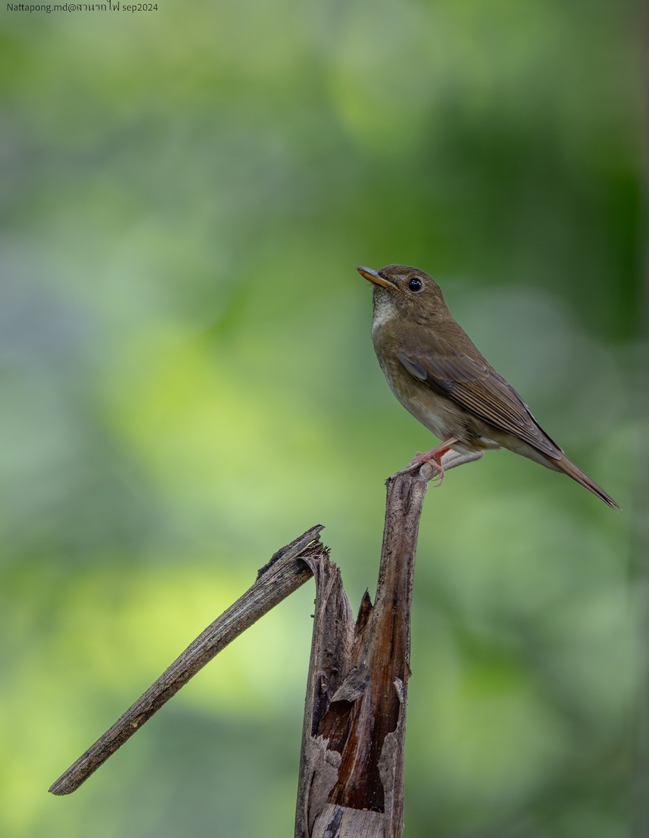 Brown-chested Jungle Flycatcher - ML623797350