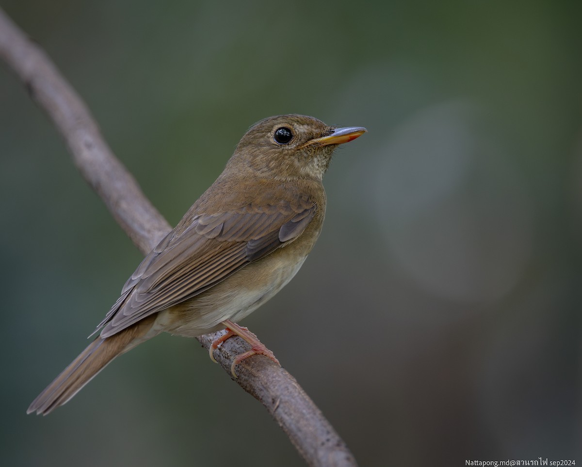 Brown-chested Jungle Flycatcher - ML623797351