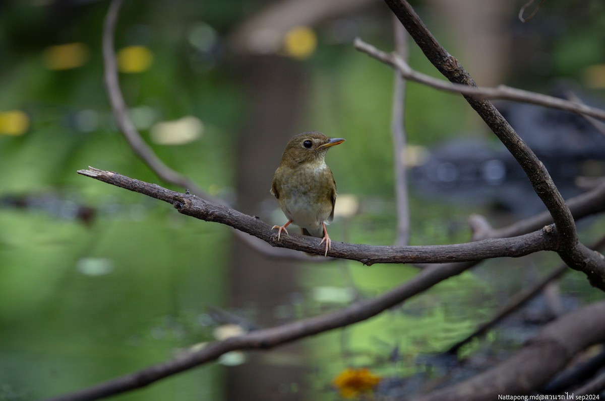 Brown-chested Jungle Flycatcher - ML623797353