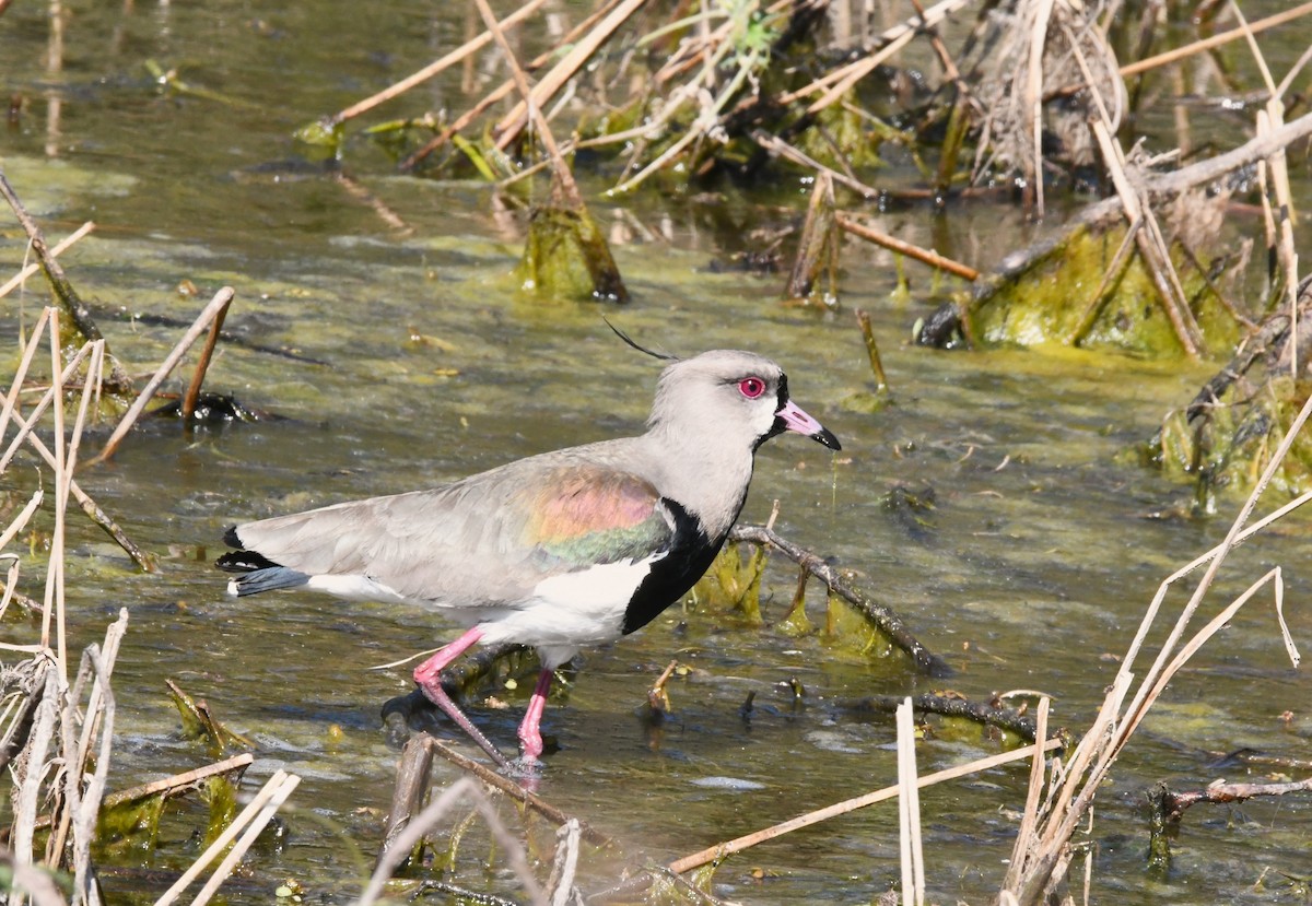 Southern Lapwing - ML623797355