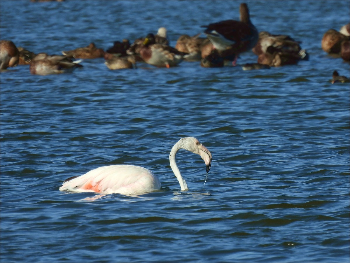 rosenflamingo - ML623797361