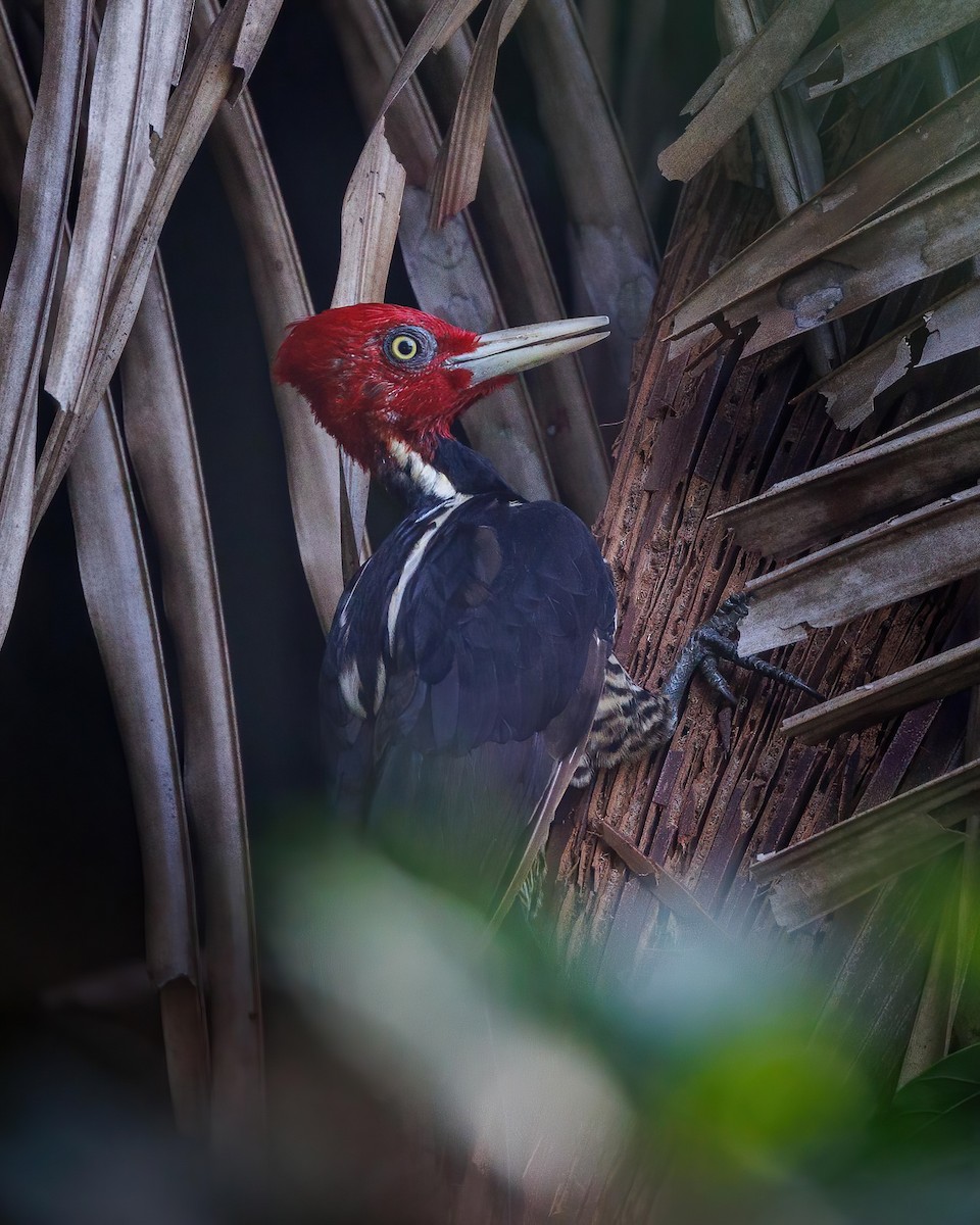 Pale-billed Woodpecker - ML623797367