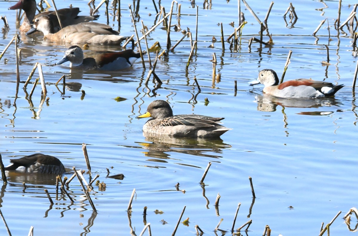 Yellow-billed Teal - ML623797384