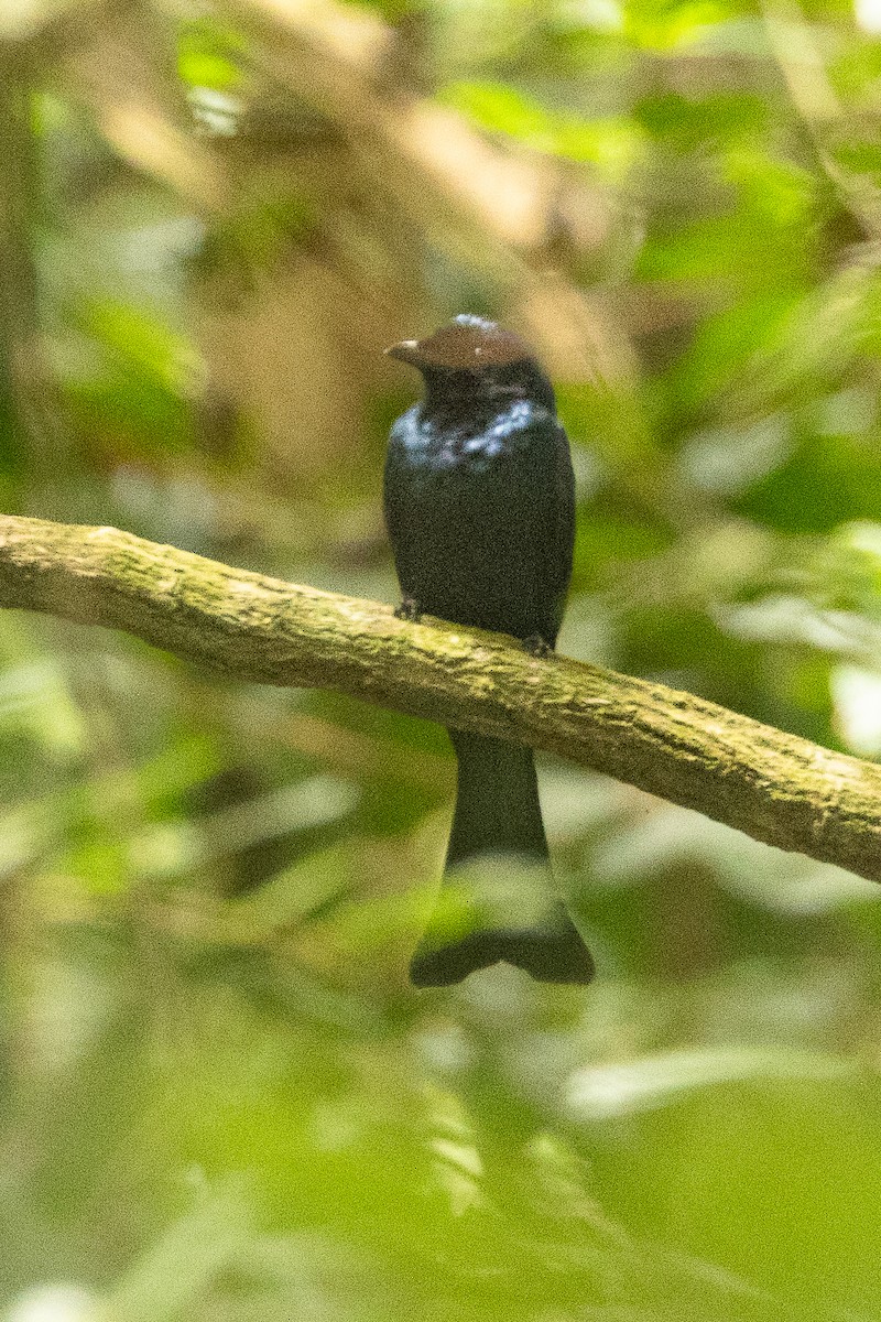 Drongo de forêt - ML623797386