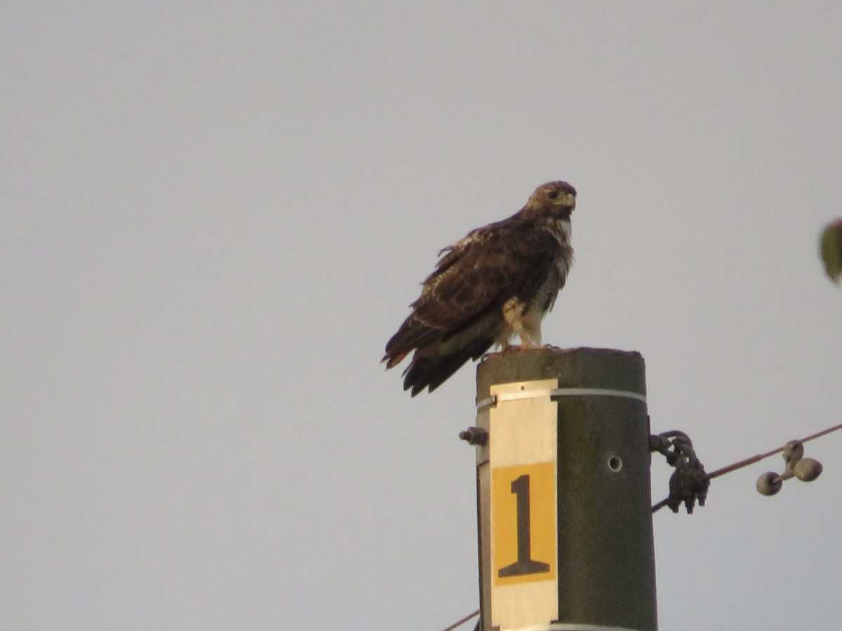 Red-tailed Hawk - ML623797404