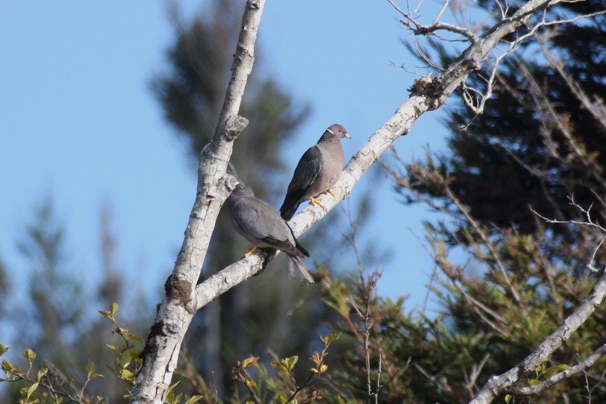 Band-tailed Pigeon - ML623797412