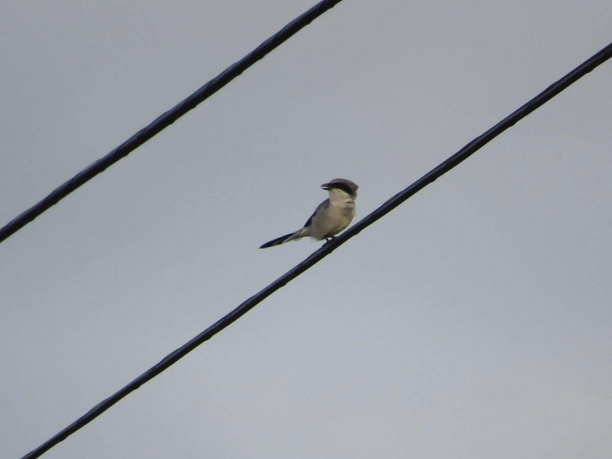 Loggerhead Shrike - ML623797413