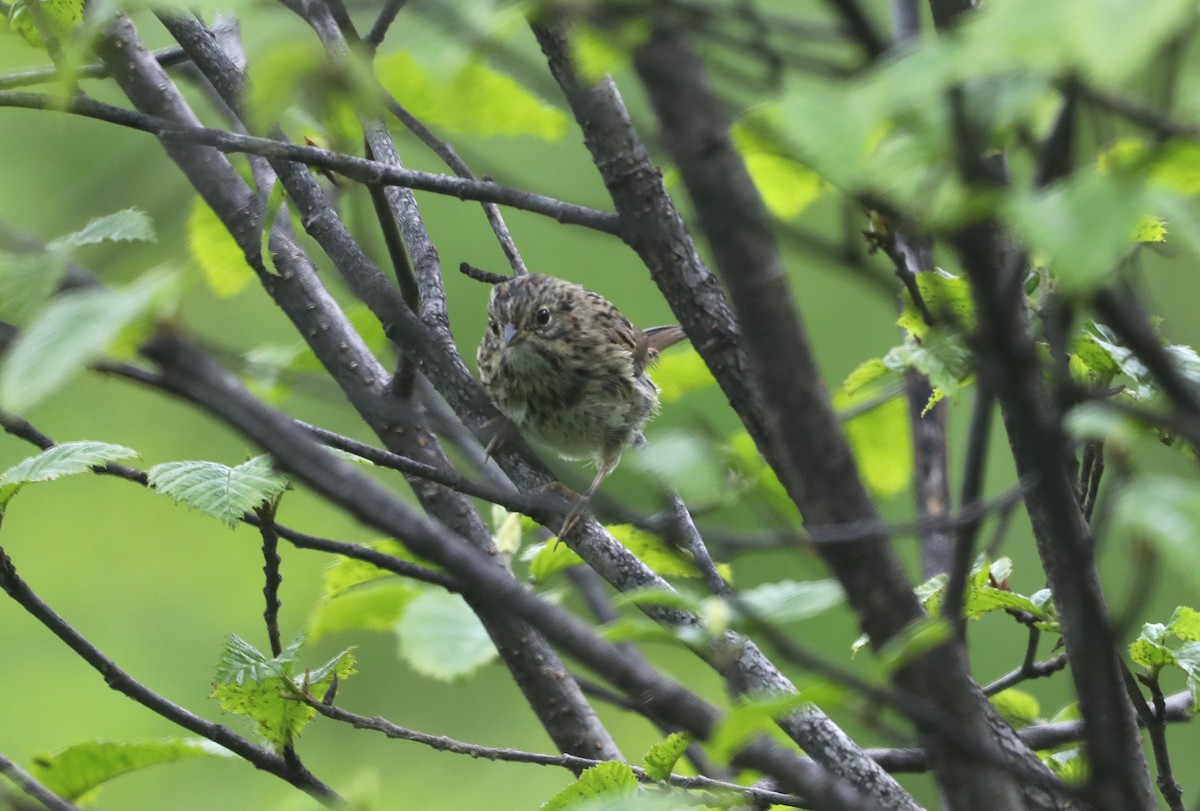 Lincoln's Sparrow - ML623797429