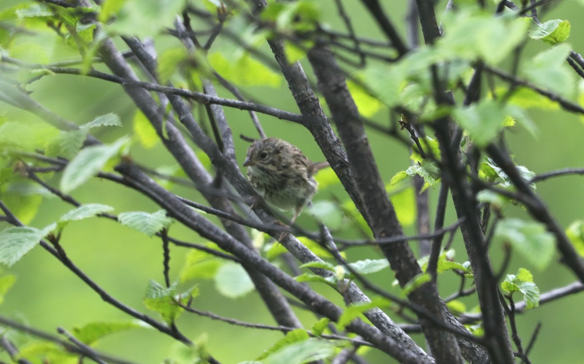 Lincoln's Sparrow - ML623797430