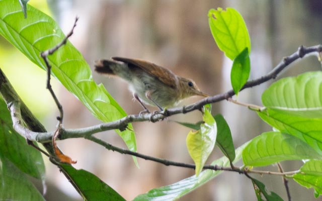 Brown-bellied Stipplethroat - ML623797432