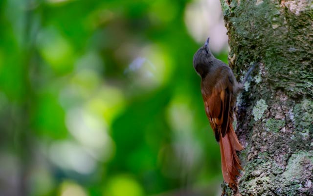 Olivaceous Woodcreeper - ML623797435