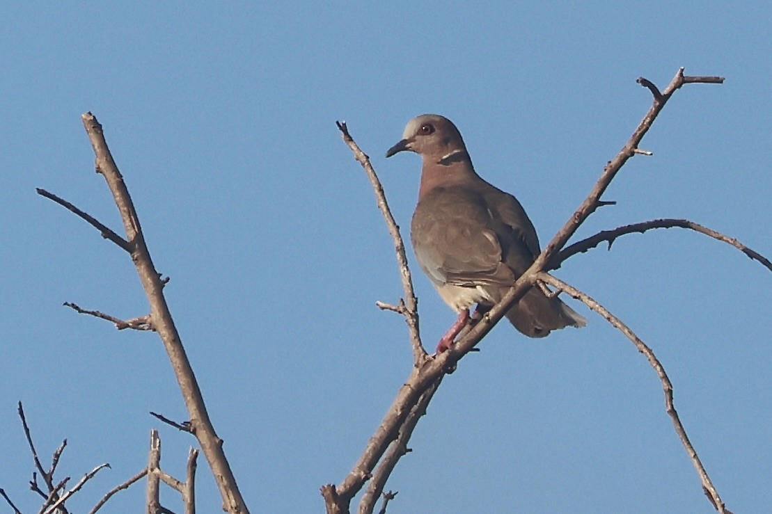 Sunda Collared-Dove - ML623797439