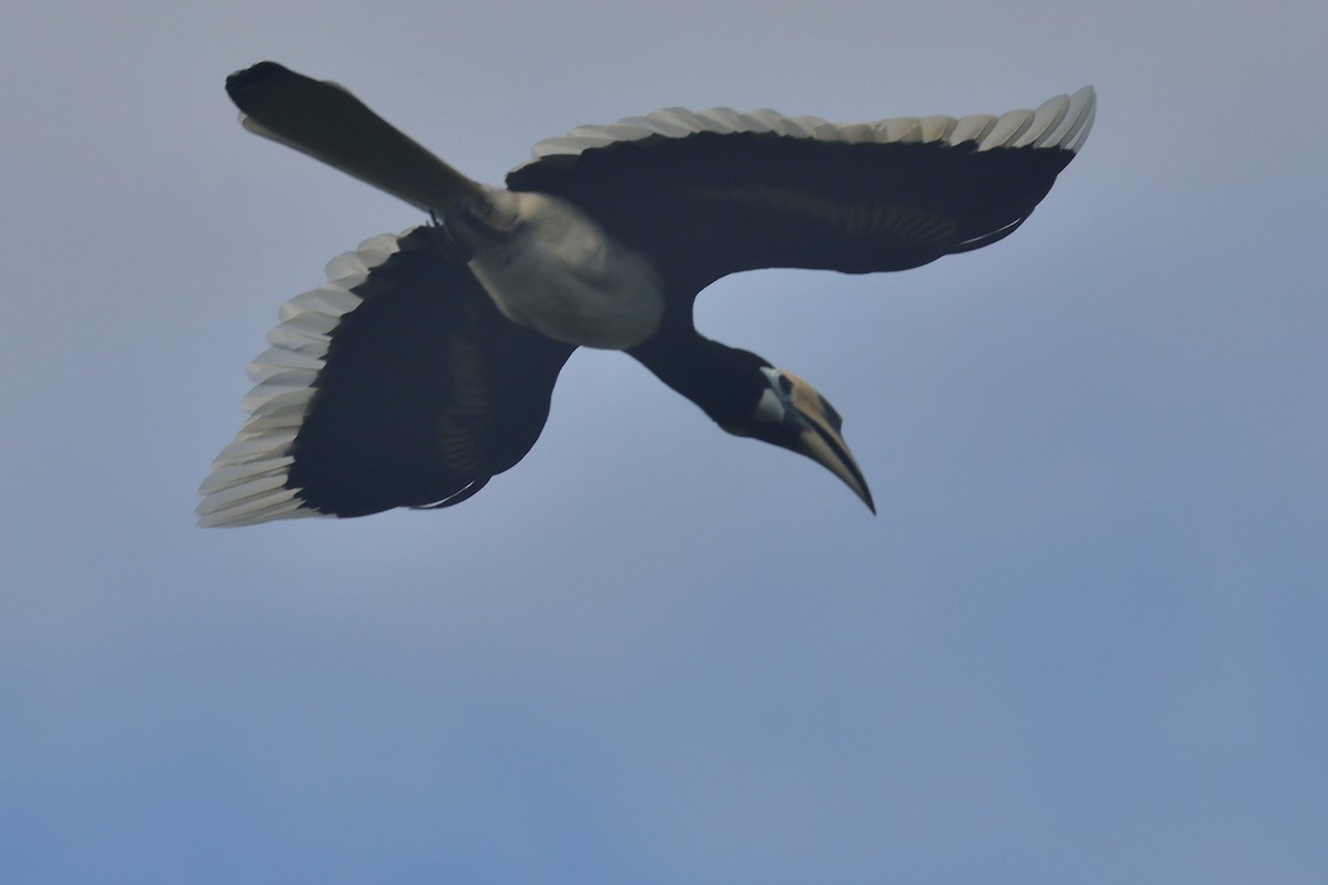 Oriental Pied-Hornbill - Gil Ewing