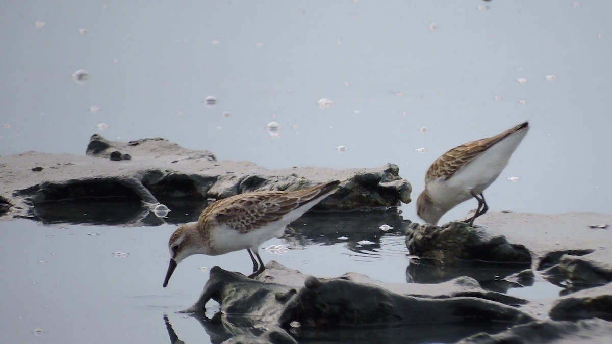 Semipalmated Sandpiper - ML623797452