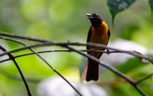 Fulvous Shrike-Tanager - ML623797463