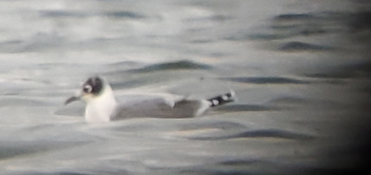 Mouette de Franklin - ML623797470