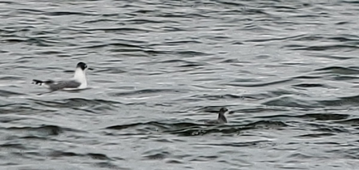 Mouette de Franklin - ML623797471