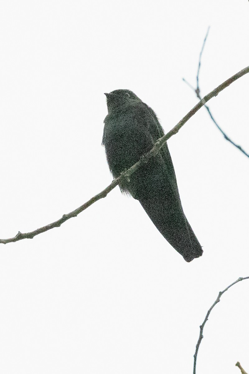 Square-tailed Sawwing - ML623797473